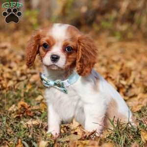 Hudson, Cavalier King Charles Spaniel Puppy